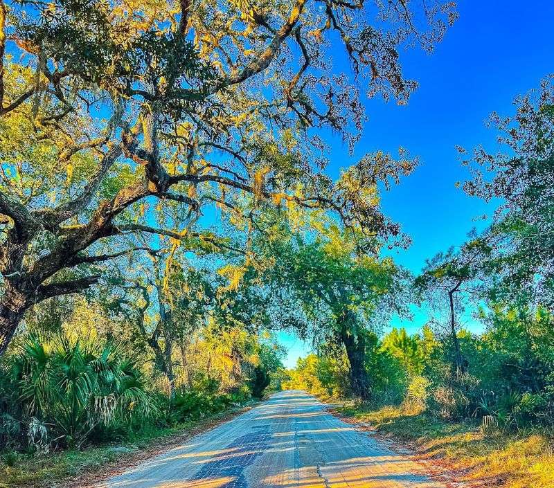 The Forest Closing In Is Not Your Imagination