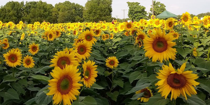 Thousands Of Blooms And What They Look Like Up Close