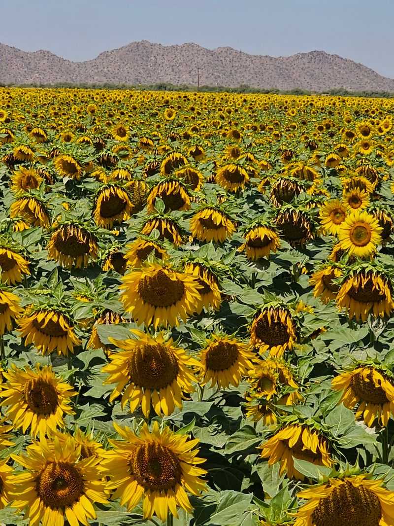 Thousands Of Flowers, Zero Admission