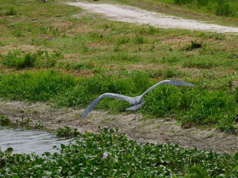 Sandhill Cranes Are Ancient Birds With A Long Florida History
