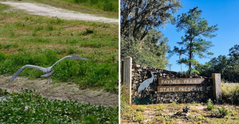 Thousands Of Sandhill Cranes Return To Florida Every Spring And Here’s Where To See Them