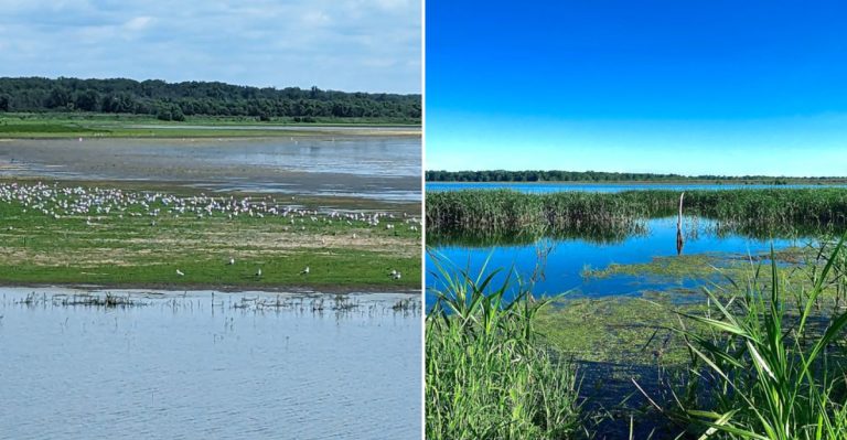 Thousands Of Sandhill Cranes Return To Illinois Every Spring And Here’s Where To See Them