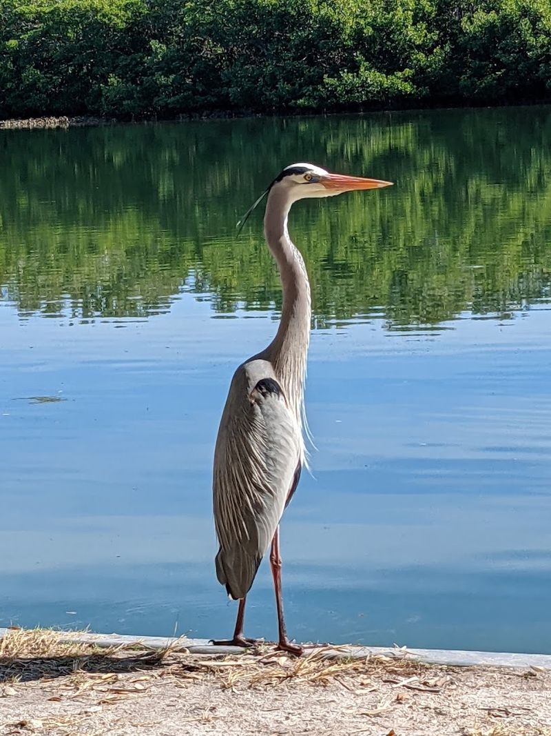 Wildlife Encounters Including Shore Birds And Mischievous Raccoons