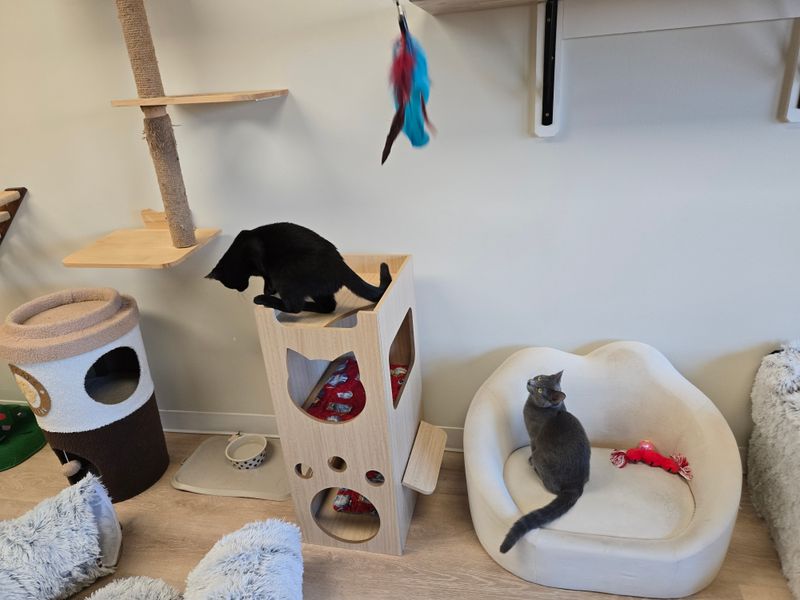 The Treat Token Economy