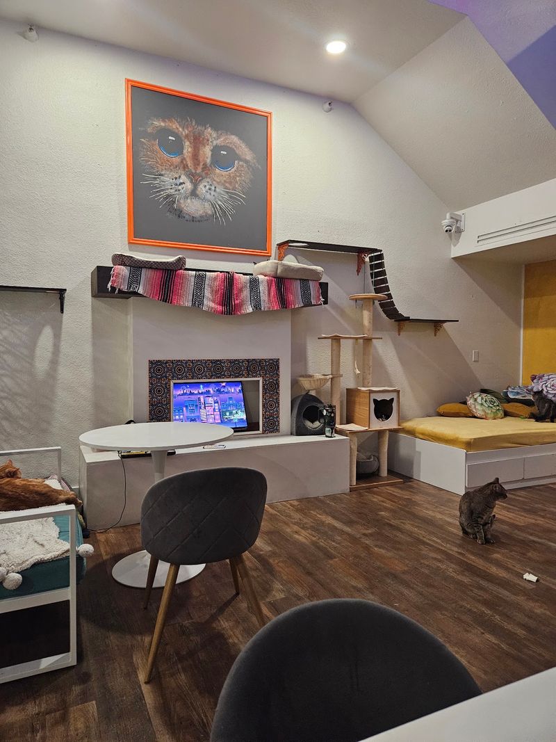 Three Floors of Roaming Whiskered Residents