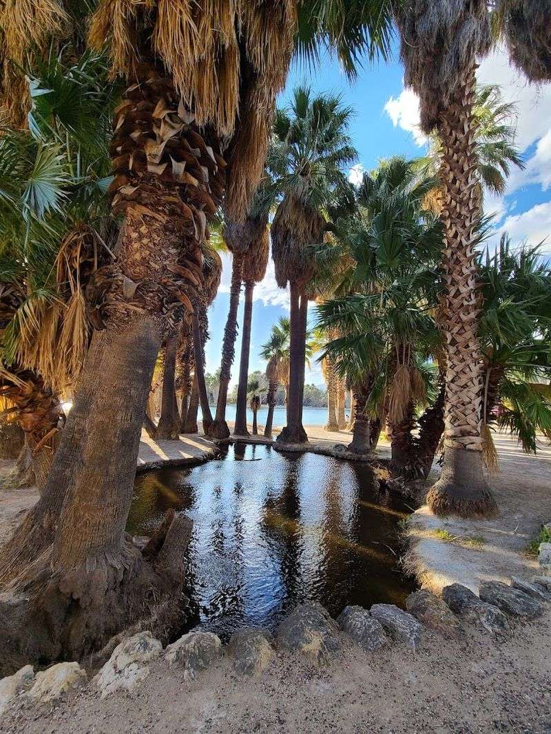 The Towering Palm Trees And What They Meant To Travelers