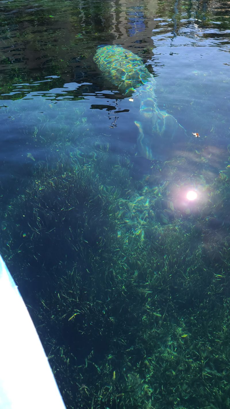 Kings Bay Scalloping And Springs Day