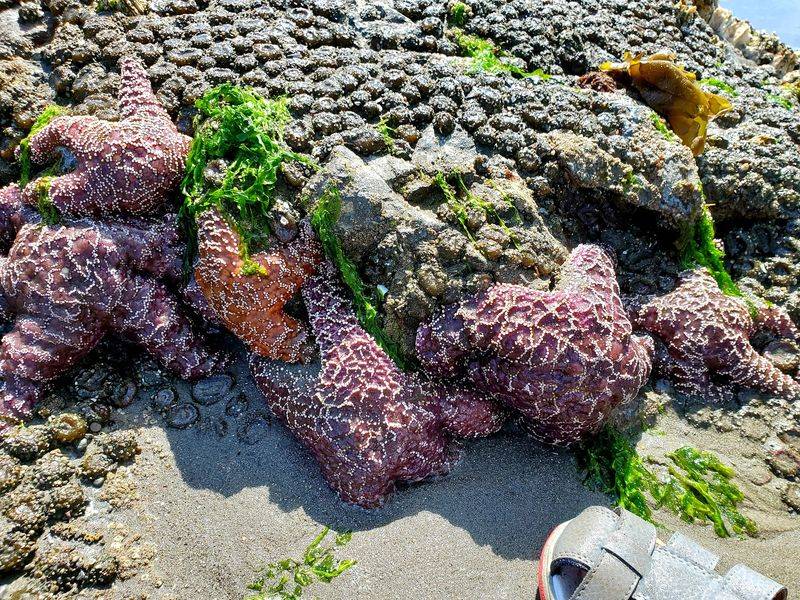 Tide Pools Full Of Ocean Life