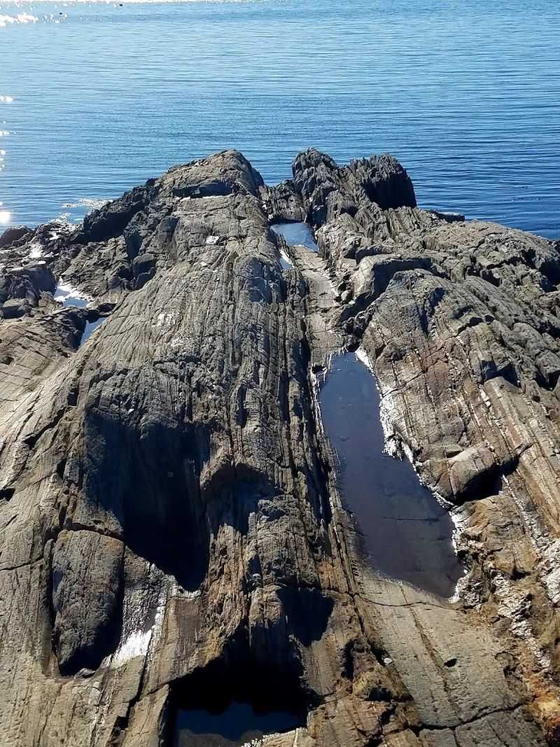 Tide Pools Teeming With Marine Life
