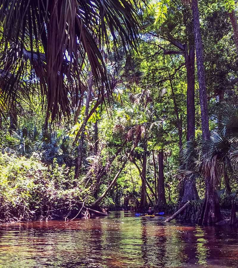 Wildlife You Might See (Alligators, Manatees, Birds, And More)