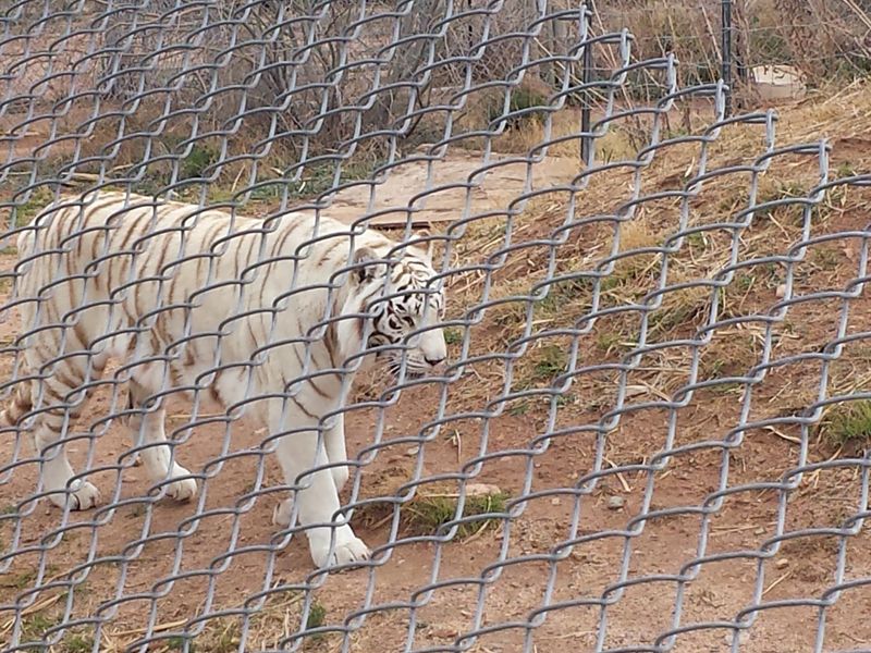 Tiger Splash, the Show That Steals Every Spotlight