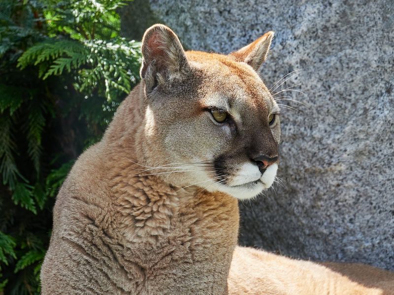 Tigers, Cougars, and the Big Cat Lineup