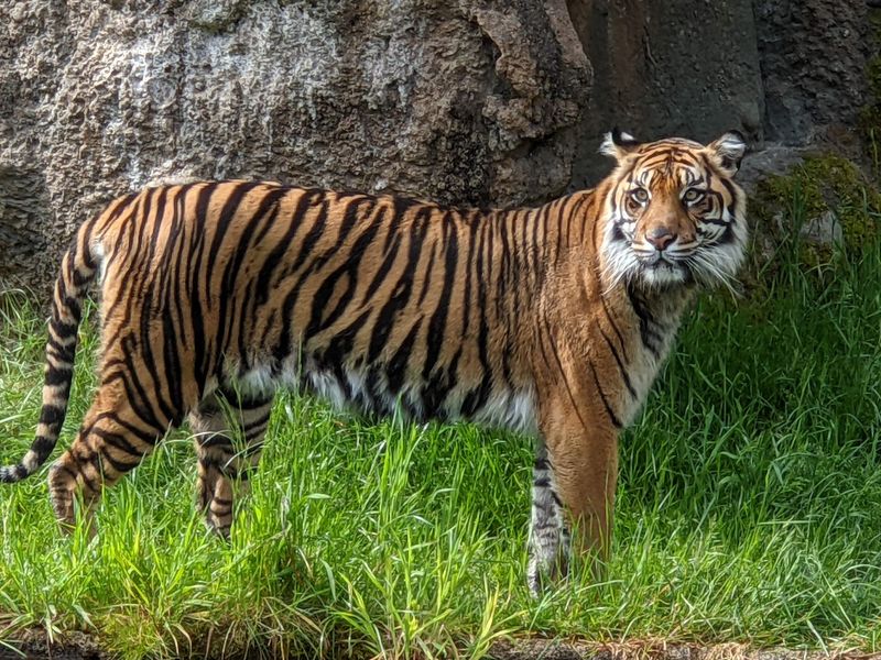 Tigers, Musk Oxen, and Unexpected Residents