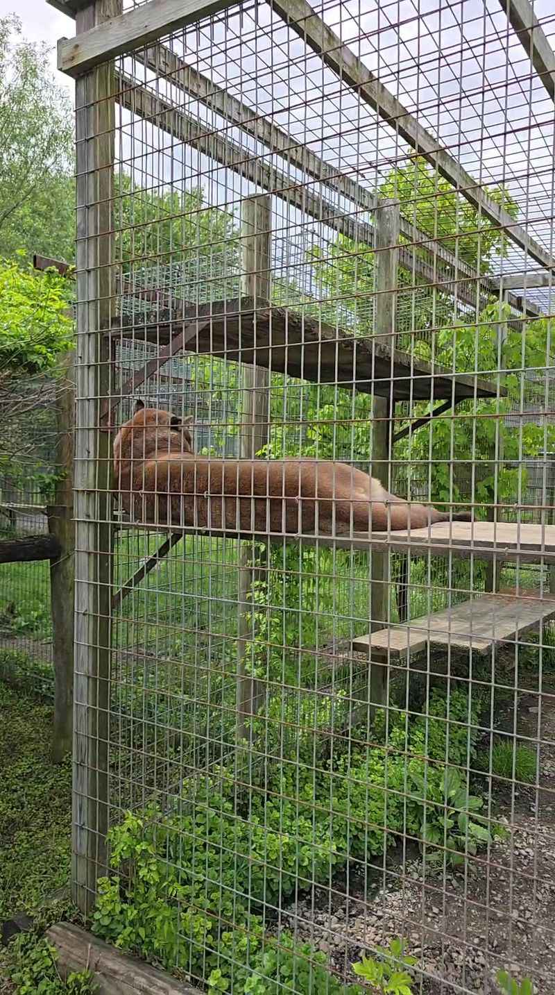 Cougars Find Peace in Pennsylvania