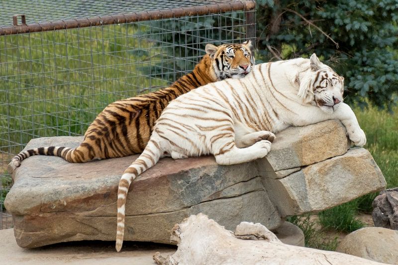 Tigers, White and Orange, Living on Their Own Terms