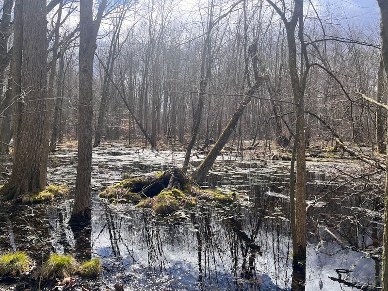 Timberland Swamp Nature Sanctuary