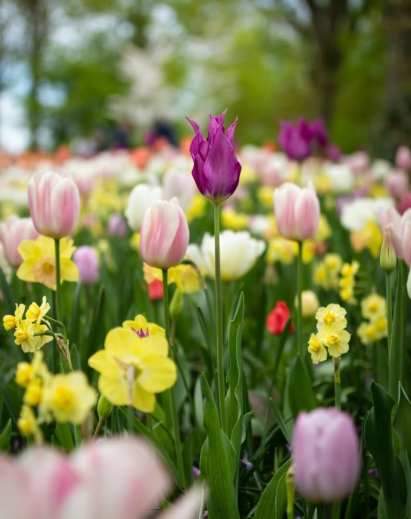 Blooming Woods Flower Farm, Malta, Ohio