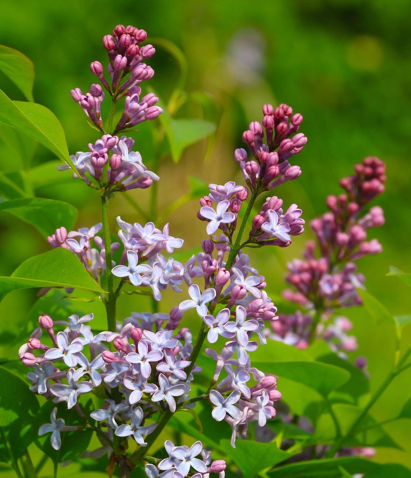 Time Your Trip For Bloom, Not Just The Calendar