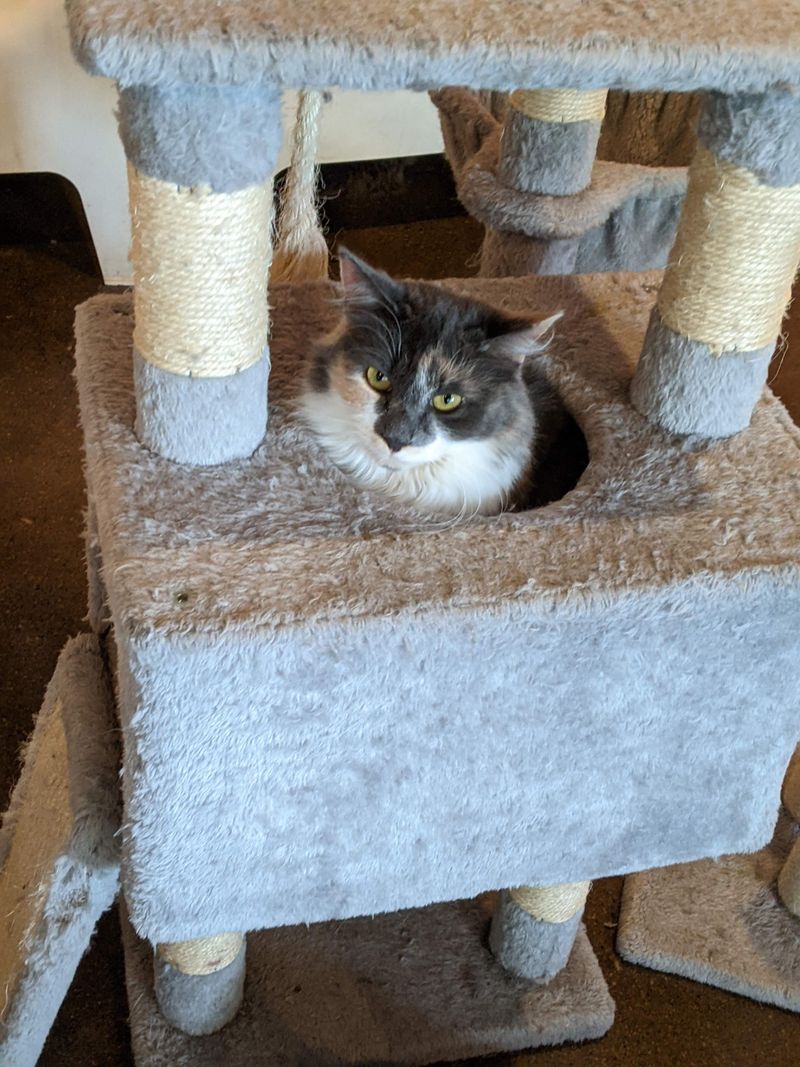 Follow The Room Cues Like A Regular