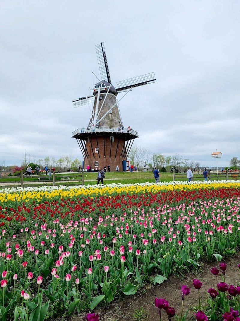 Time Your Visit For Tulips