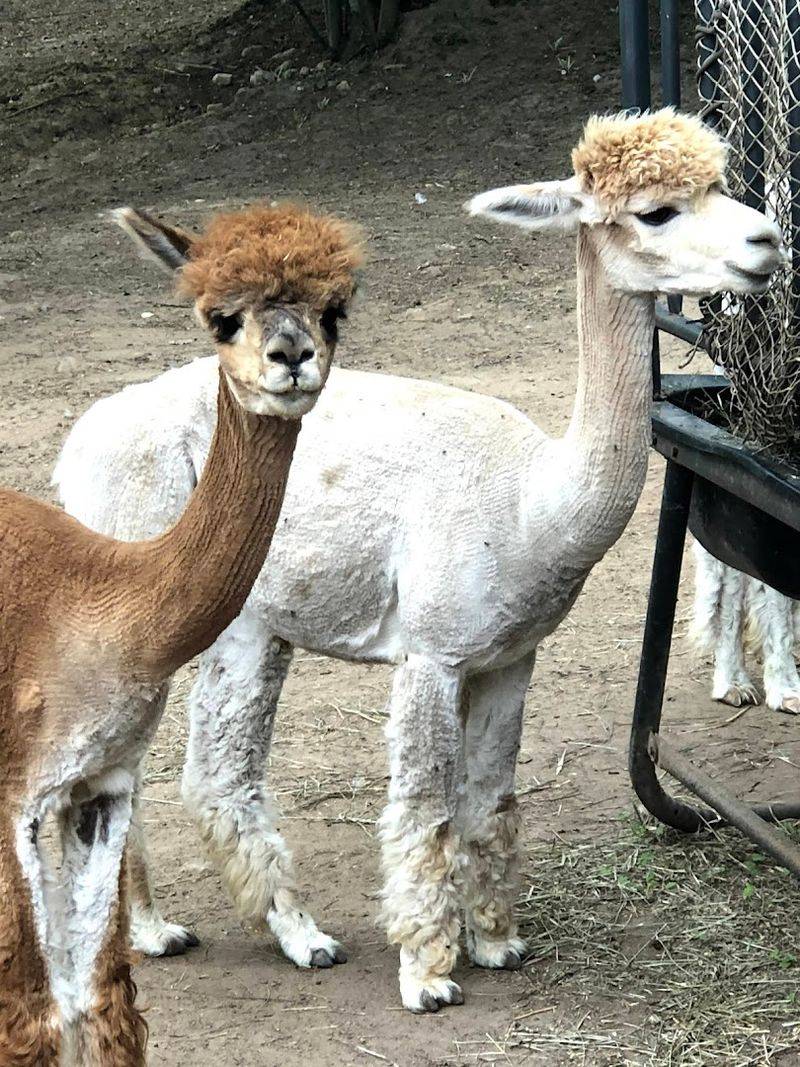 Gift Shop And Little Wins