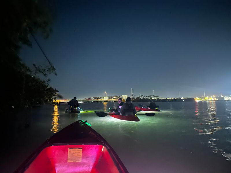 Wild Neighbors: Dolphins, Manatees, And Birds