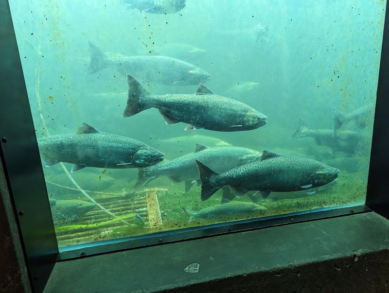 Timing Your Trip For The Salmon Run