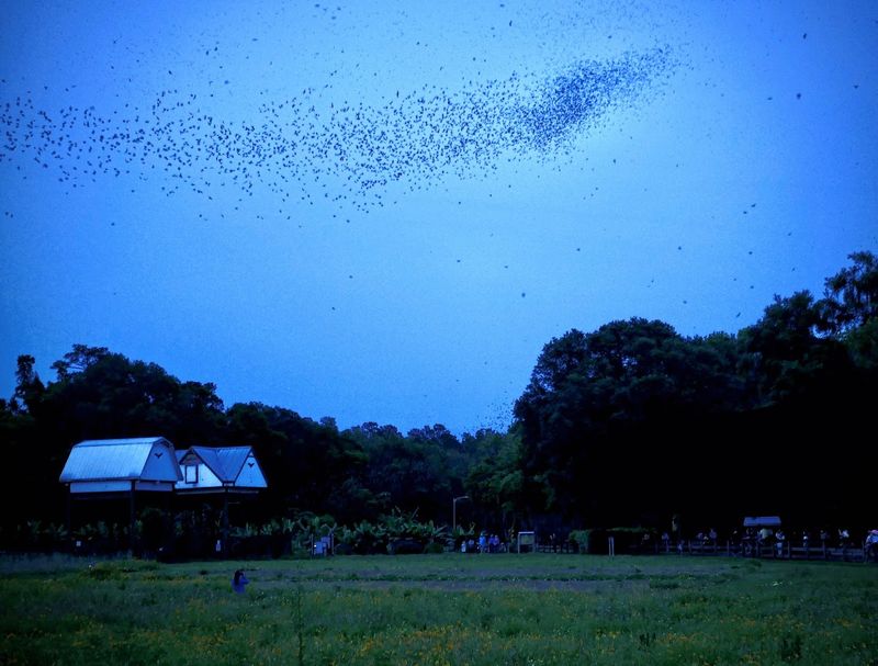 An Insect Control System That Actually Works