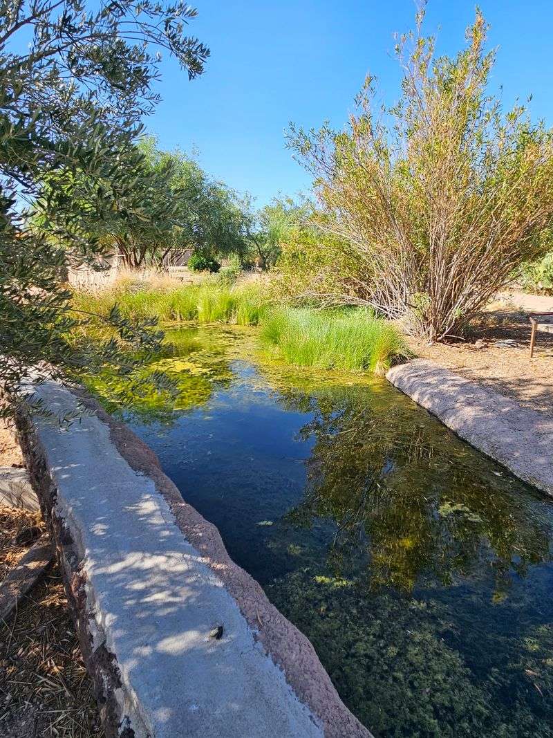 Tiny Endangered Fish Live In The Irrigation Canals