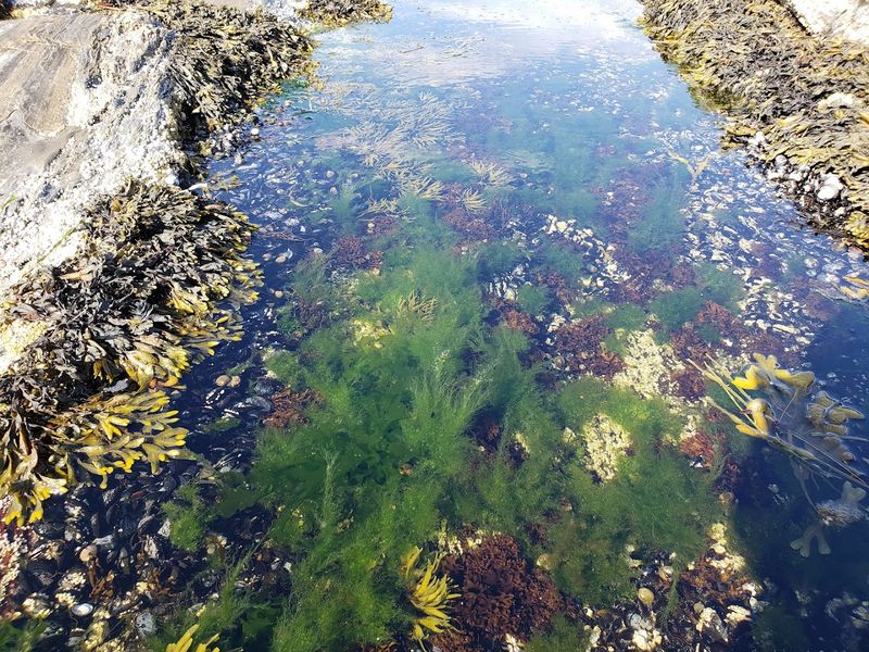 Tiny Worlds At Low Tide Tiny Worlds At Low Tide