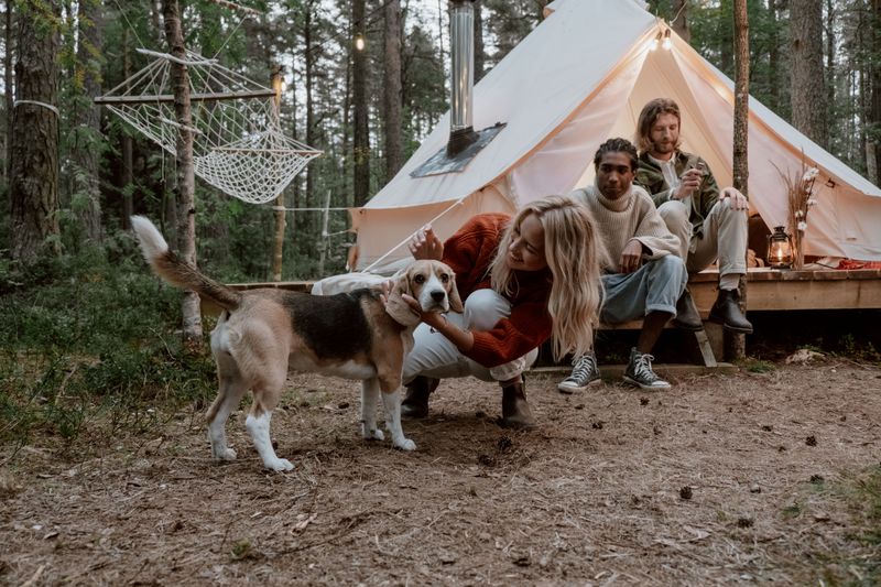 Tips For A Smooth Dog-Friendly Stay Tips For A Smooth Dog-Friendly Stay