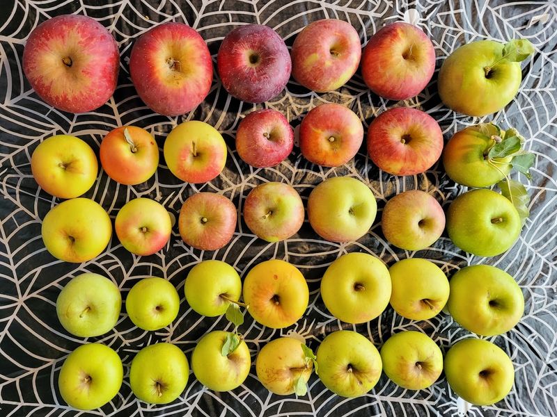 Tips For First-Time Orchard Visitors