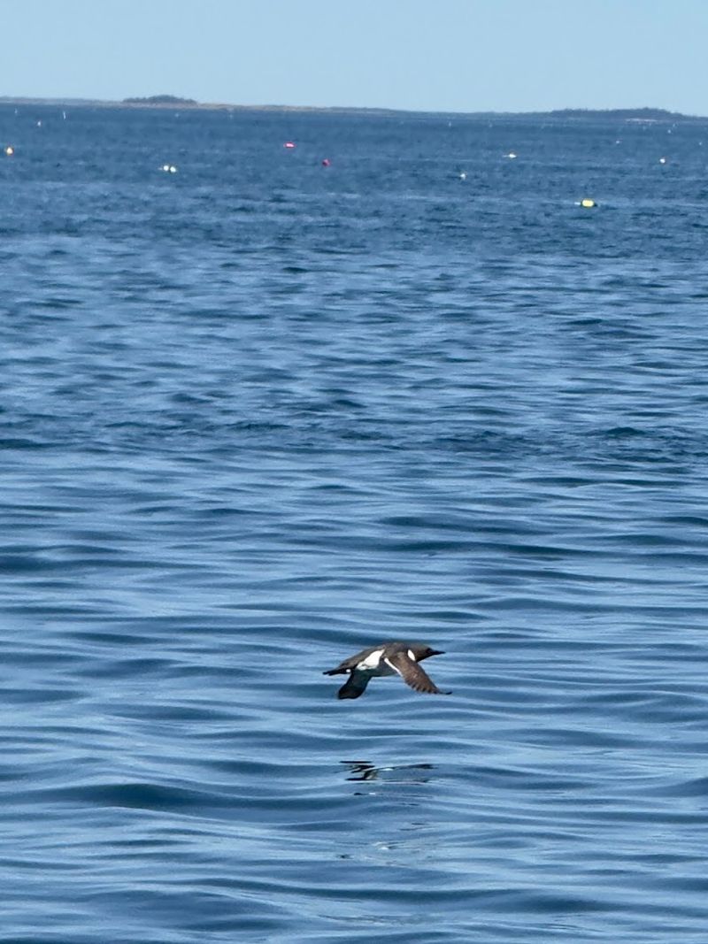 Can You See Puffins Without A Tour?