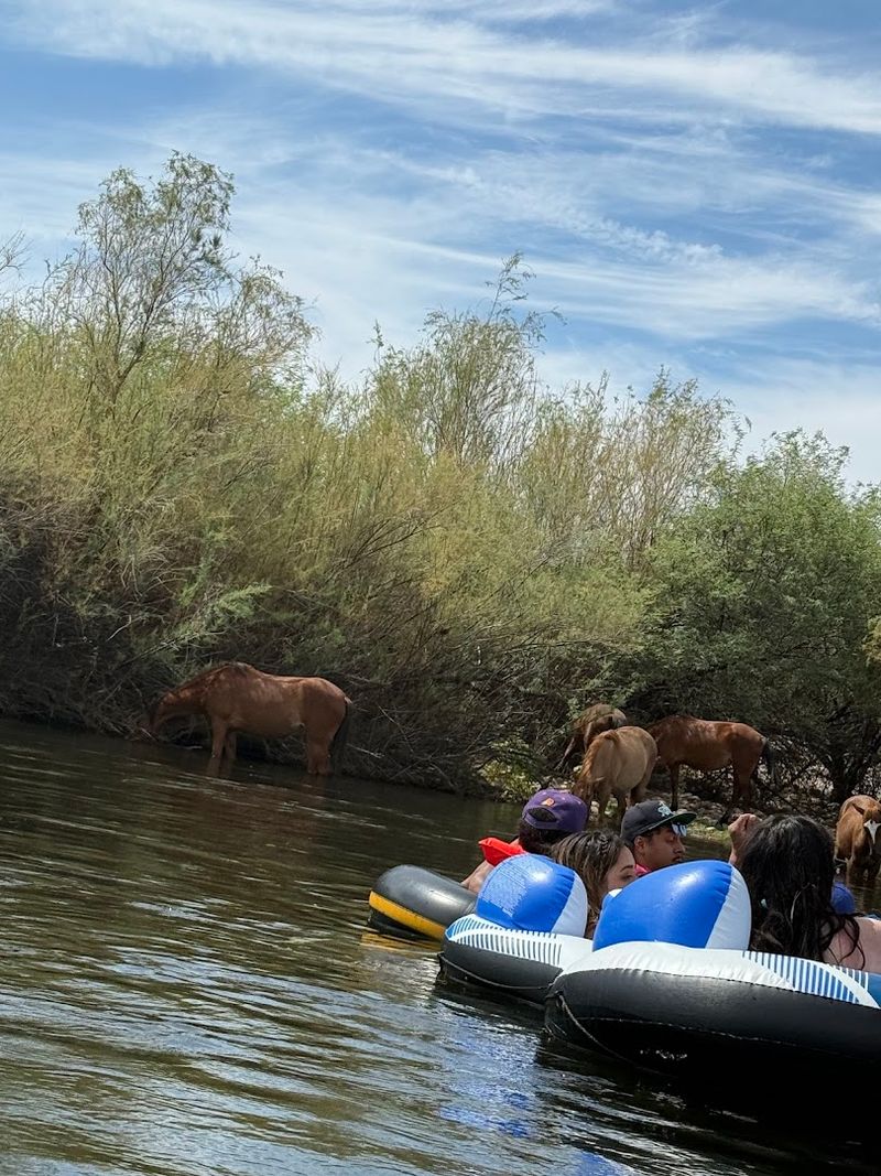 Making The Most Of Your Day At The Salt River