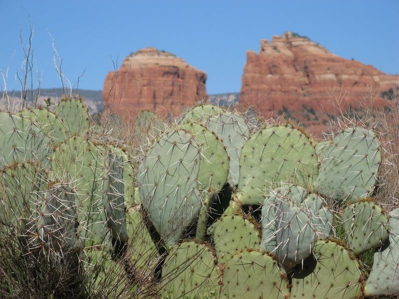 Wildlife And Desert Flora Along The Route