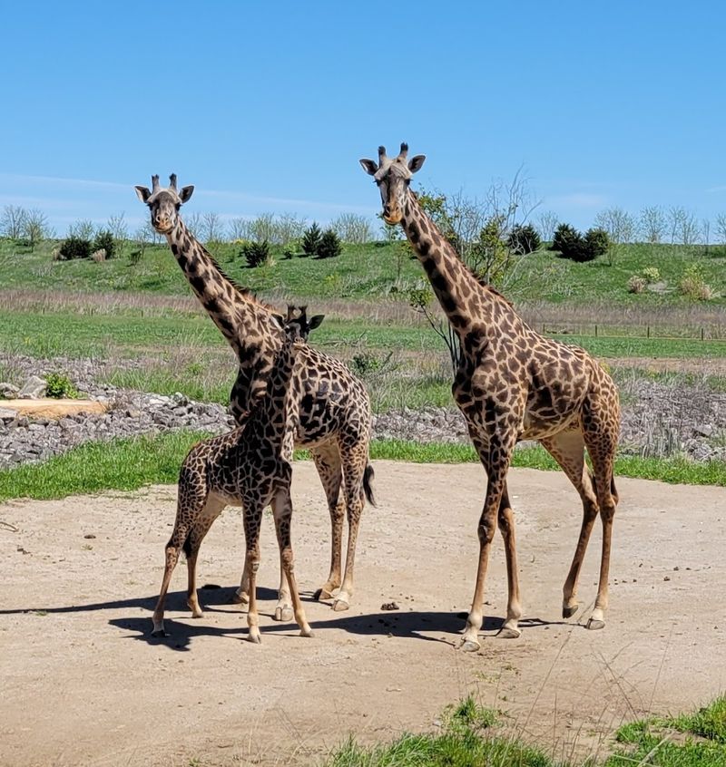 Columbus Zoo and Aquarium, Powell, Ohio