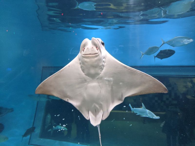 Toledo Zoo and Aquarium, Toledo Toledo Zoo and Aquarium, Toledo