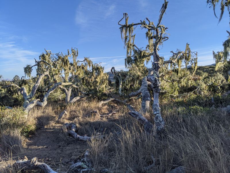 Los Osos Oaks State Natural Reserve, Los Osos