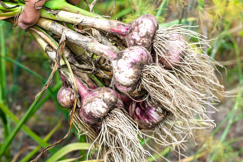 Garlic Shortage Stinks