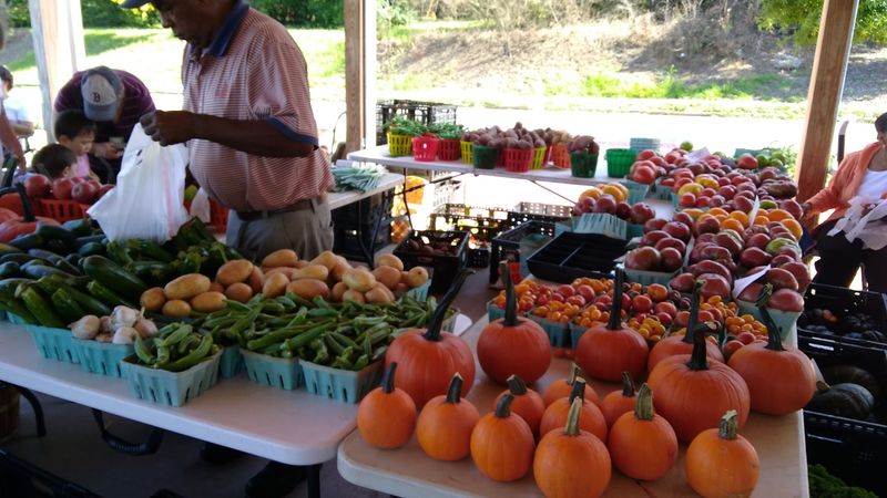 Tomatoes That Taste Like Childhood Summers