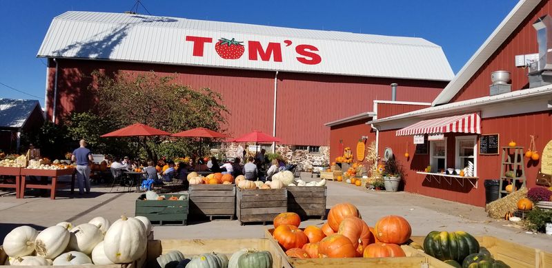 Tom's Farm Market, Huntley, IL