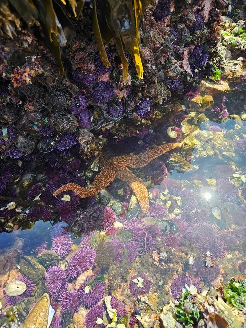 Tongue Point and Its Living Marine Sanctuary
