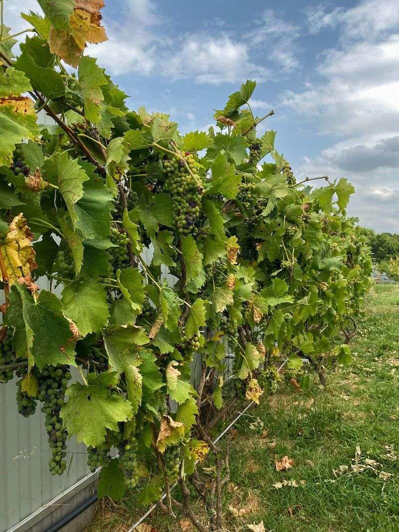 Tontitown Grape Festival, Tontitown