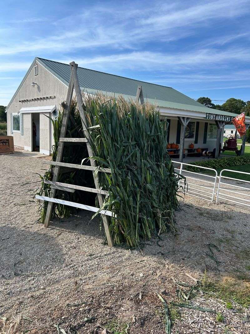 Tony Andrews Farm Tony Andrews Farm