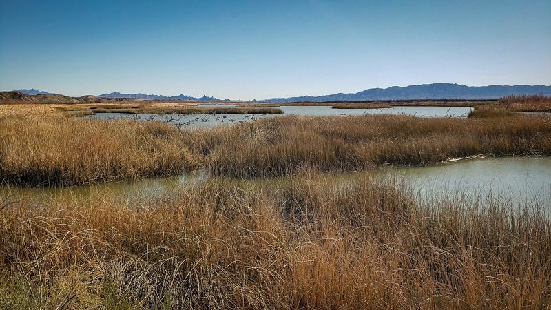 Topock Marsh And Havasu National Wildlife Refuge