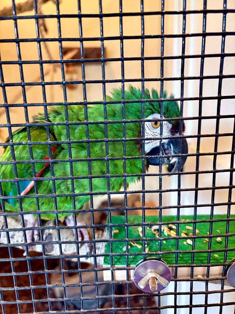 Parrots And Exotic Birds That Actually Talk Back