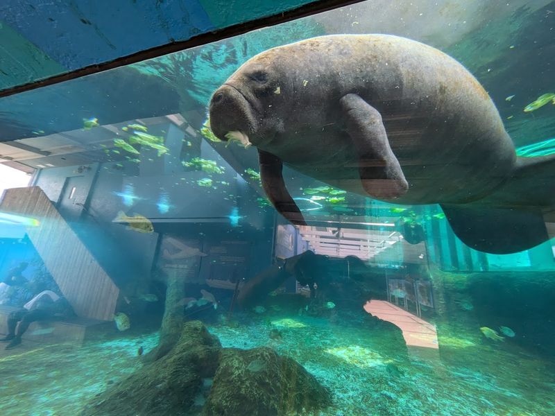 Manatee Observation Area