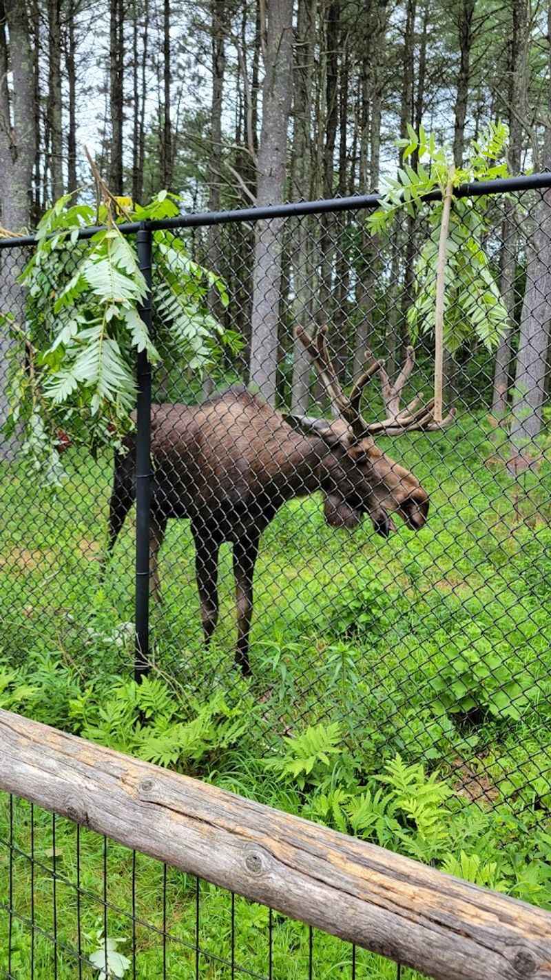 Tour The Maine Wildlife Park