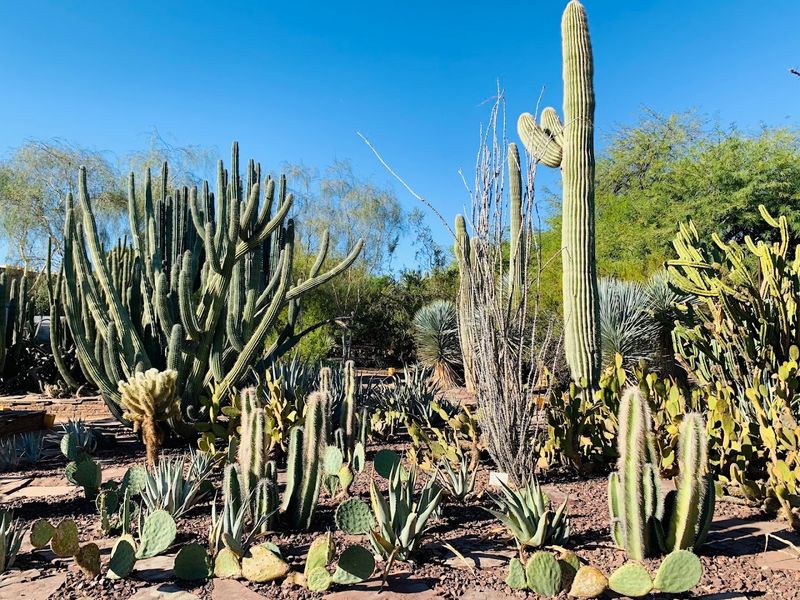 Desert Botanical Garden, Phoenix