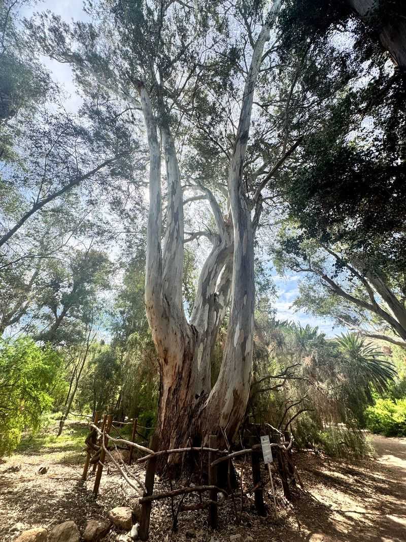 Towering Eucalyptus and Giant Shade Trees Towering Eucalyptus and Giant Shade Trees